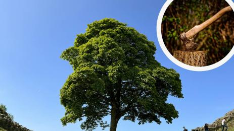 дърво робин худ