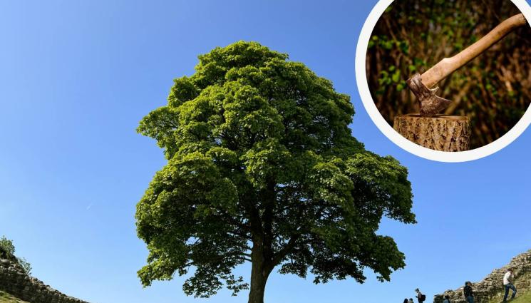 дърво робин худ - СЛЕД КАТО ГО БАСТИСАХА: Дървото на Робин Худ пусна нови филизи