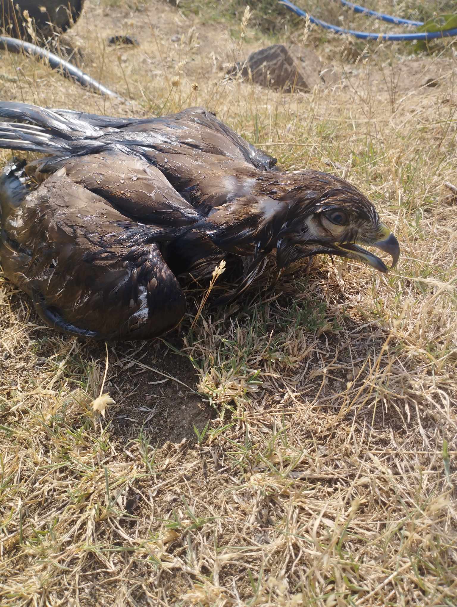 орел пожар Славянка