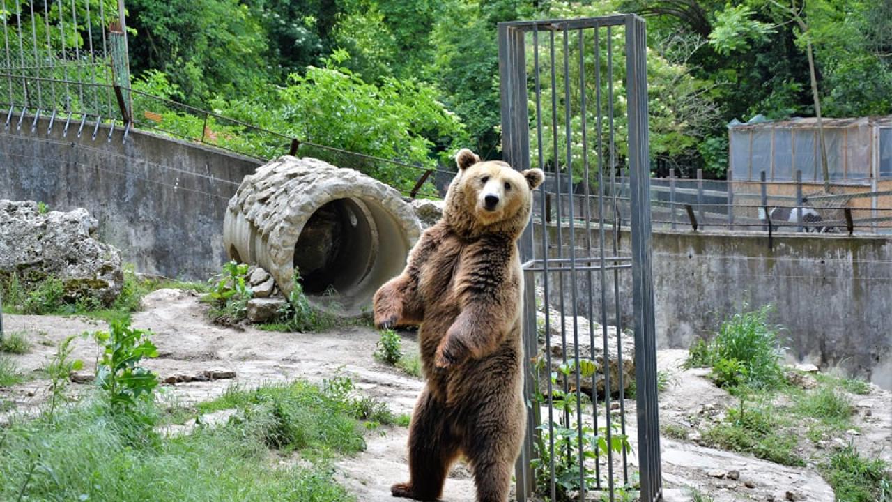 Близалки за животните в Плевенския зоопарк