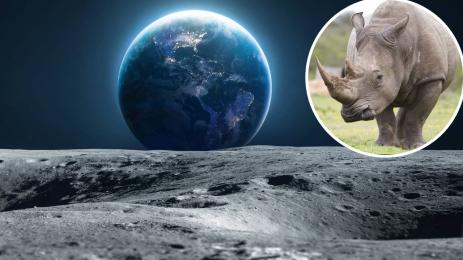 Луна Ноев ковчег