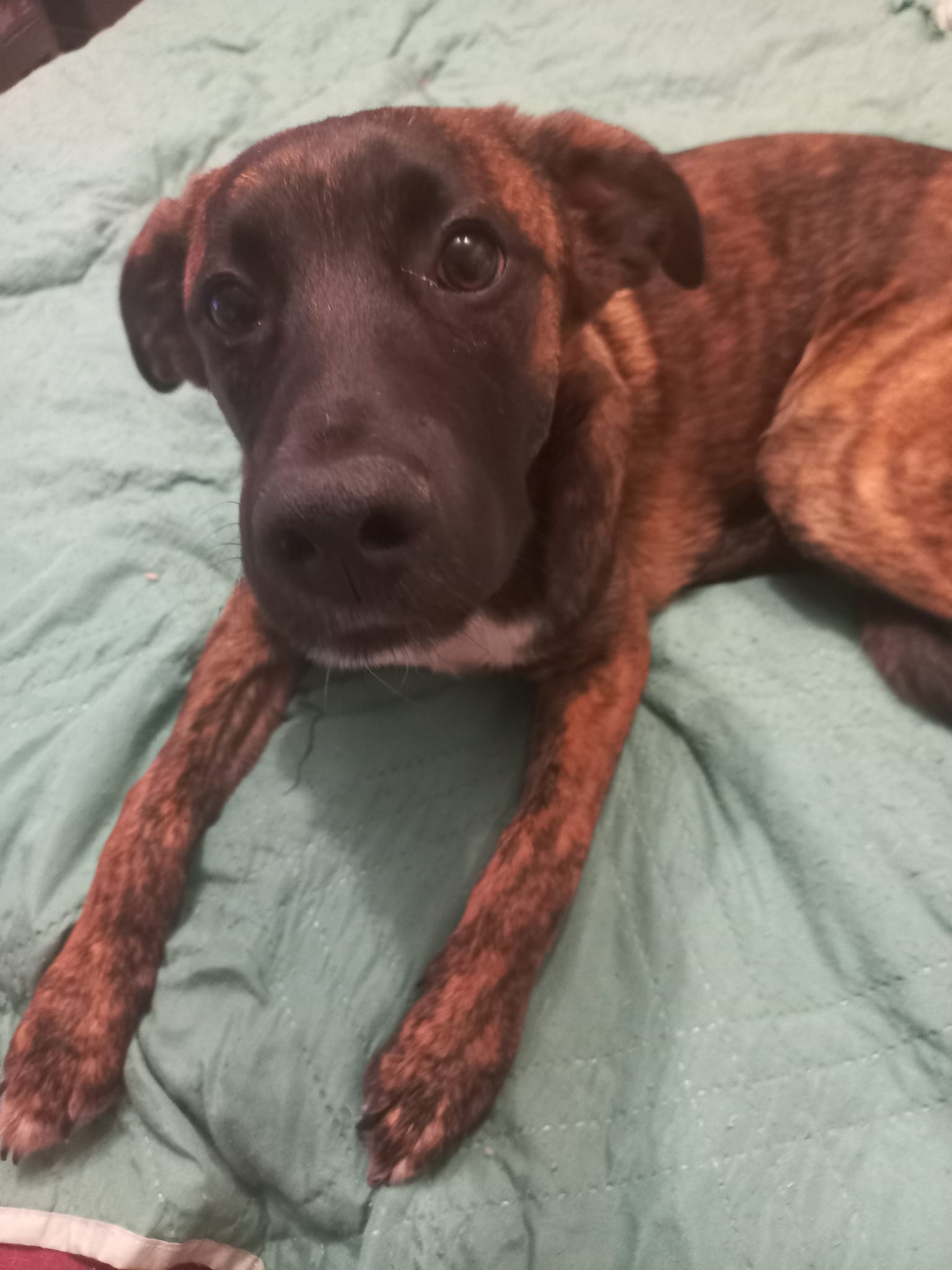 кчуе Венци Мартинов