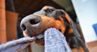 куче чорапи