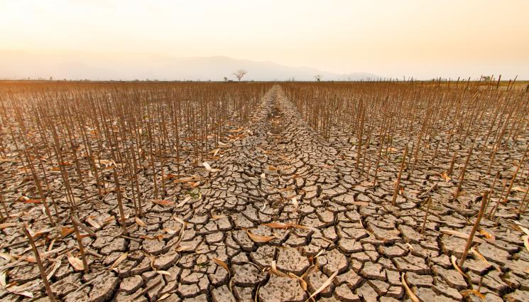 суша - Агро Телеграф: Влагата в почвата напълно изчерпана