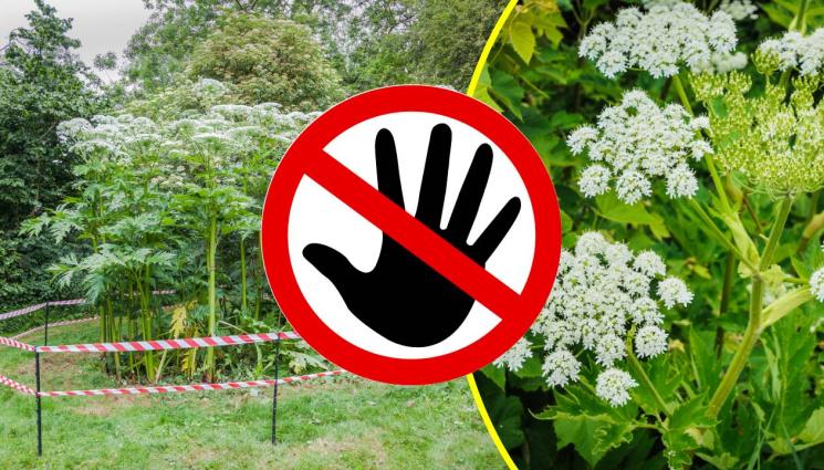 свинска трева - НЕ ГО ДОКОСВАЙТЕ: Това растение причинява изгаряне и променя човешката ДНК!