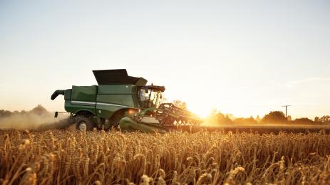 жътва пшеница