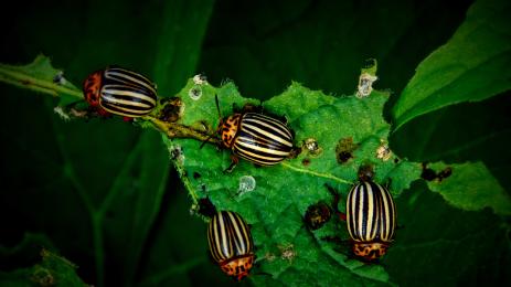 колорадски бръмбар