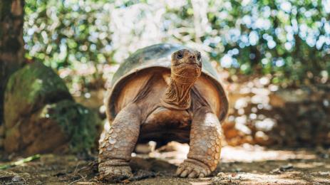 костенурка