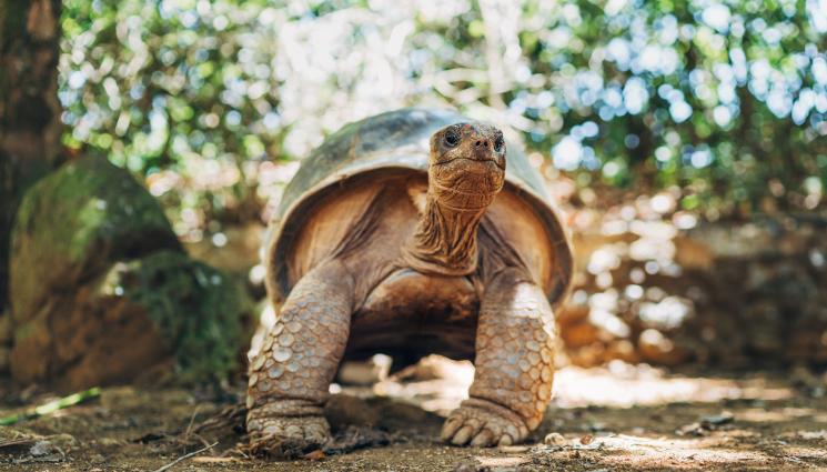 костенурка - В България живее най-голямата костенурка на Балканите (ВИДЕО)