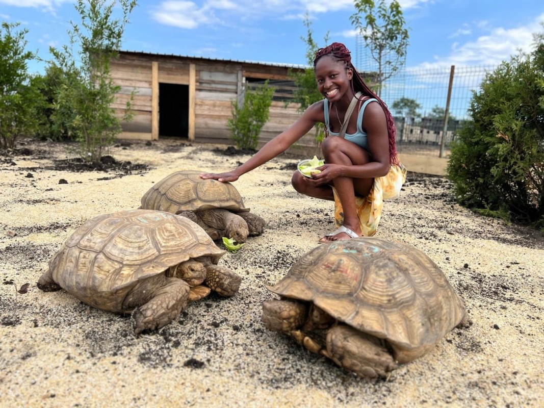 костенурка