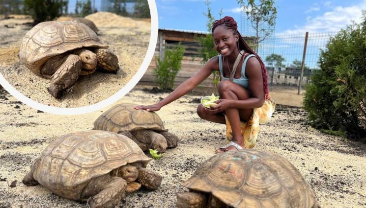 костенурки бургас - РОДИ МЕ, МАМО, С КЪСМЕТ: Гигантската ни костенурка с 4 гаджета