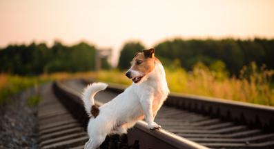 куче разходка