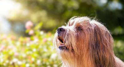 Тибетски териер