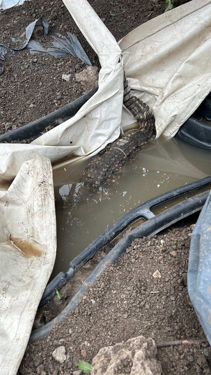 крокодил софия