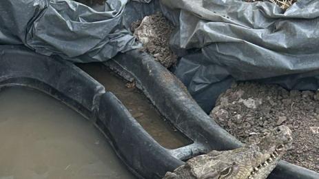 крокодил софия