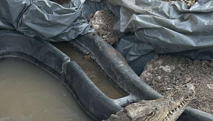 крокодил софия - ТЪЖНО: Спасеният Кроко е в лошо здраве!