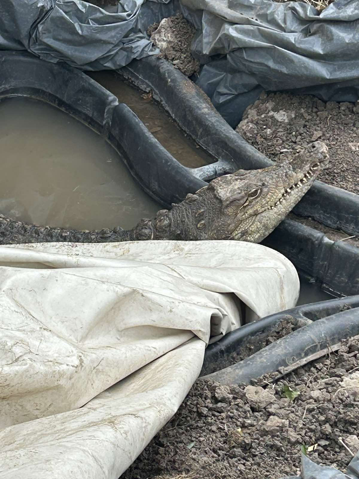 крокодил софия