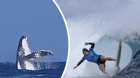 кит Бриса Хенеси