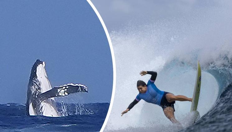 кит Бриса Хенеси - Уникално! Кит се появи на олимпийските игри