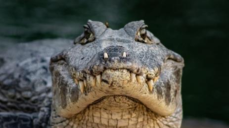 крокодил