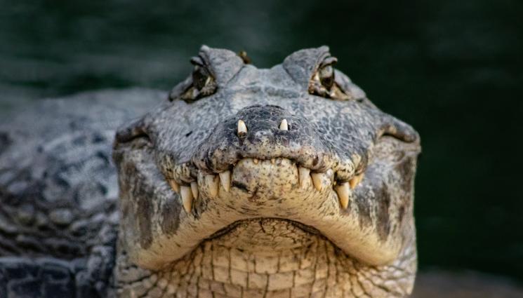 крокодил - КЪРВАВО: Крокодил разкъса жена на парчета!