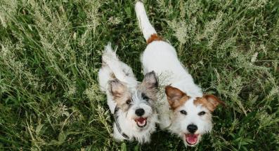 възрастно куче