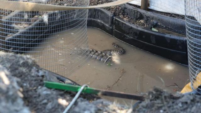 Домът на крокодила от „Ботунец“