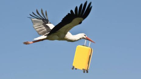 щъркел куфар