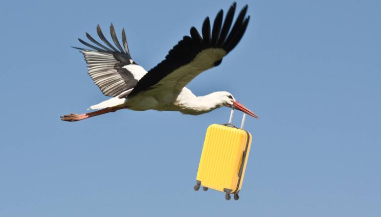 щъркел куфар - БЪРЗАТ, НЯМА ВРЕМЕ: Щъркелите стягат куфарите