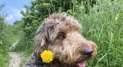 куче човек обич