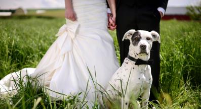 куче сватба