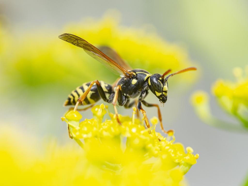 Мъж който е ужилен 240 пъти от рояк оси споделя
