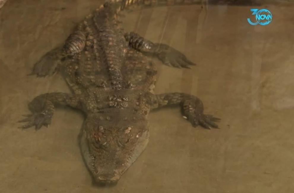 Най-известният крокодил в България - Кроко от Ботунец, вече има нов