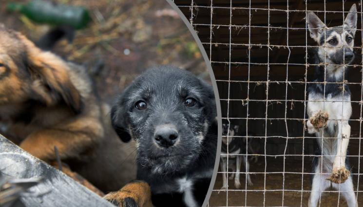 куче - НЕЧОВЕШКО: Зоолог убил от секс 39 кучета! (СНИМКА)