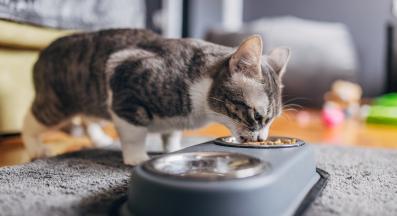 котка се храни