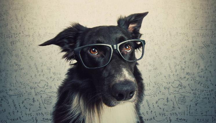 златно време - Мозъкът на кучетата се смалява по вина на хората