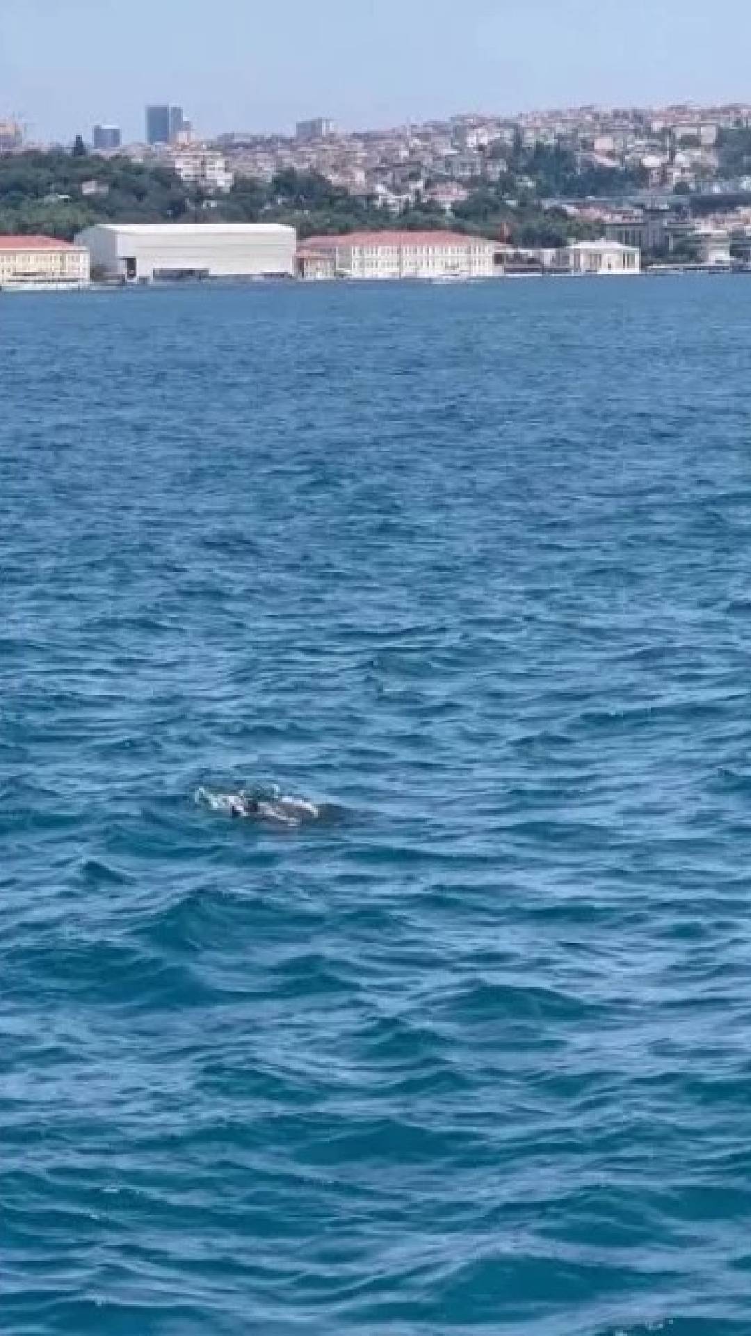 костенурка Босфор