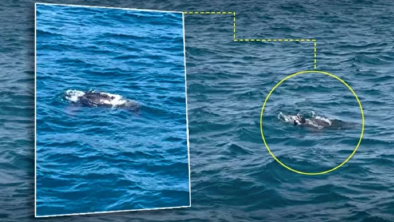 костенурка Босфор