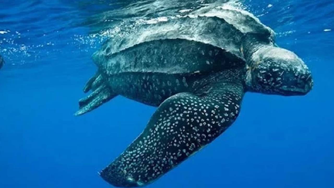 костенурка Босфор