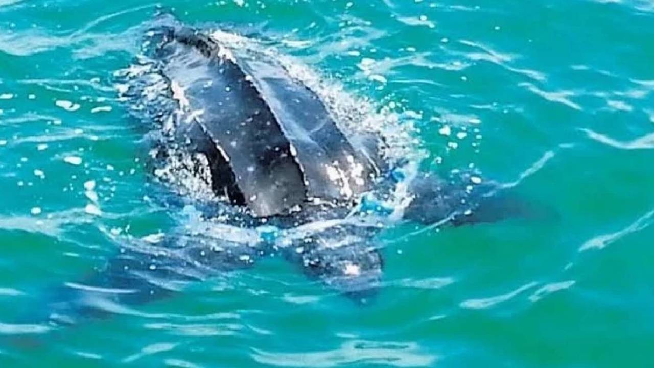 костенурка Босфор