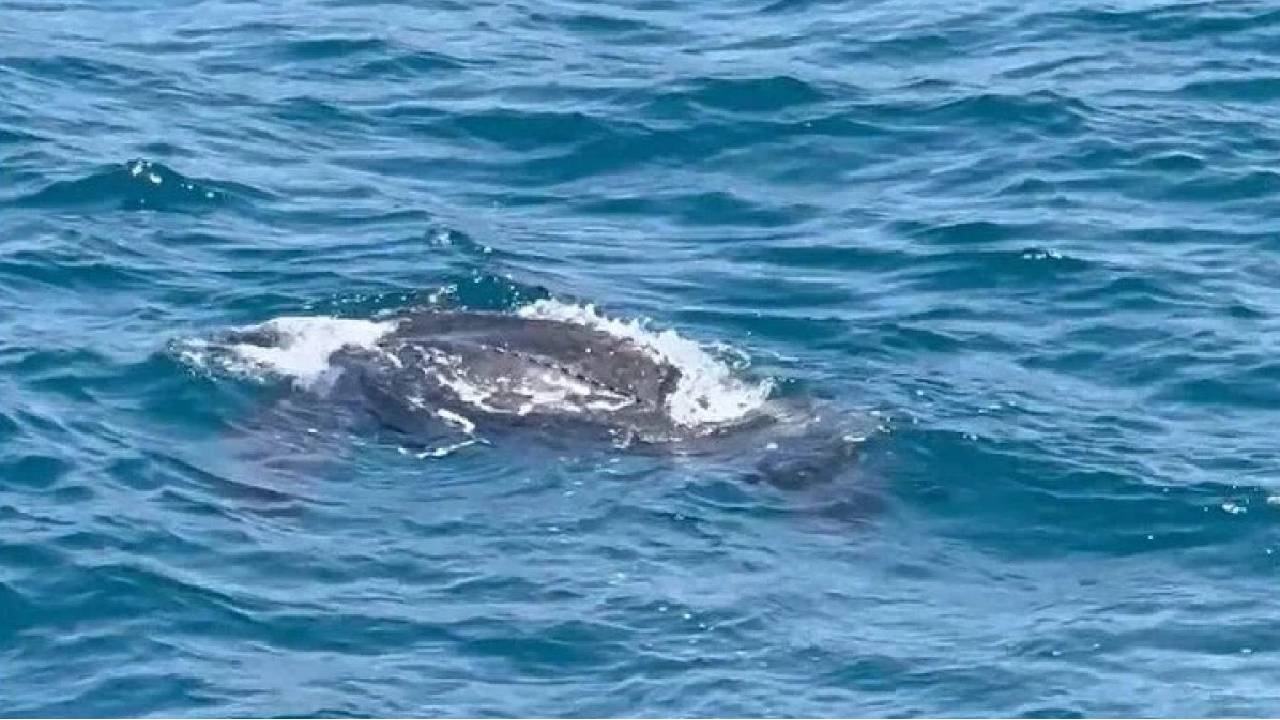 костенурка Босфор