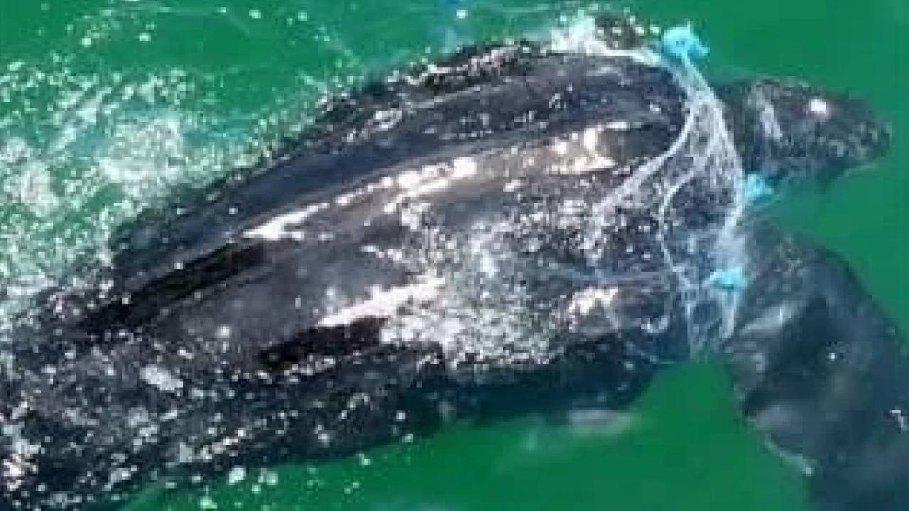 костенурка Босфор