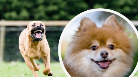 питбул померан