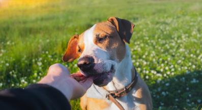 куче лакомства