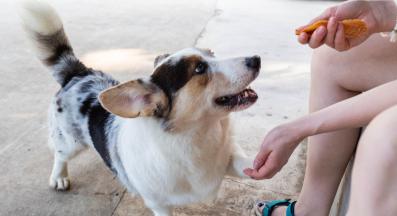 куче лакомства