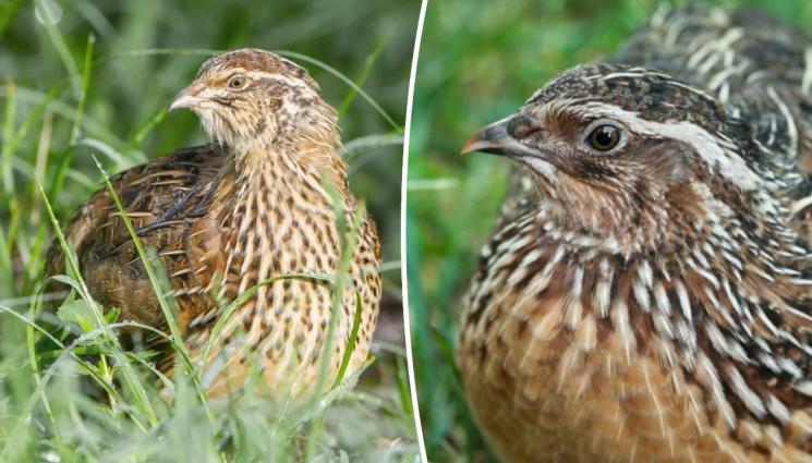 ловен сезон - Старт на открива новият ловен сезон. Наслука!