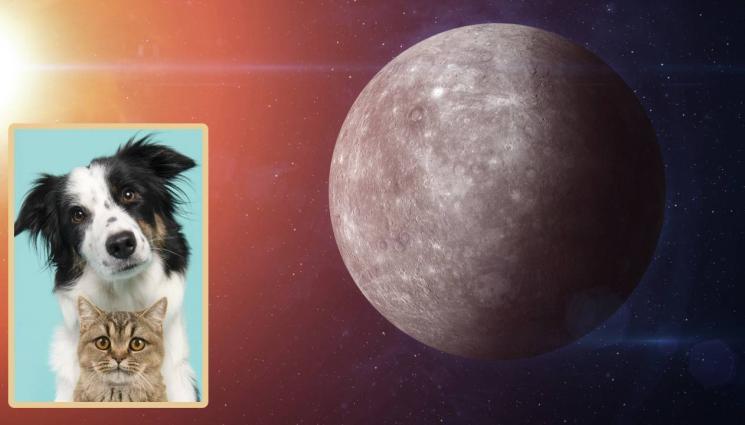 маг зодиак - МАГ ЗОДИАК: Меркурий по-ретрограден за питомците, смятат астролози