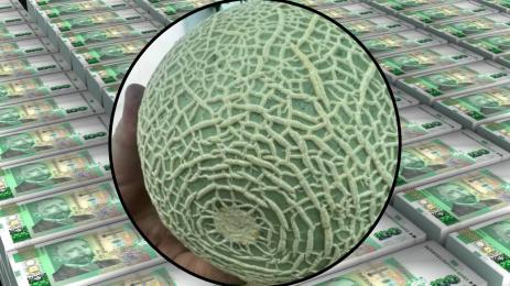 японски пъпеш Пловдив