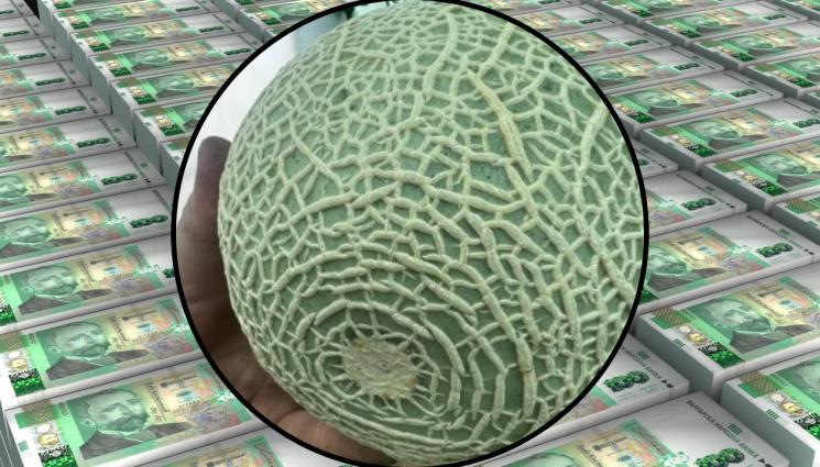 японски пъпеш Пловдив - Кой плати 10 000 лева за японския пъпеш от Пловдив?