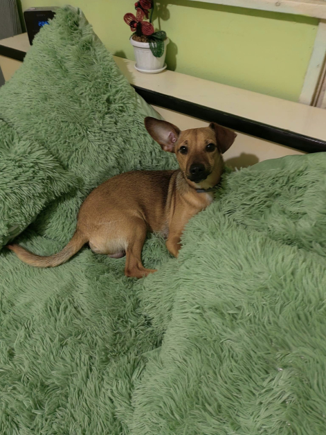 отрова кучета